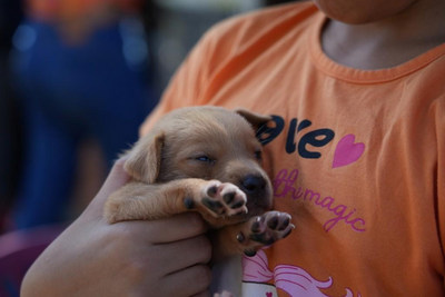 Feira de adoção no Parque da Cidade em Porto Velho adota 65 animais
