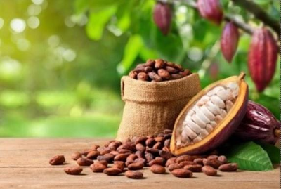Cresce consumo de chocolate no Brasil: 92,9% das famílias agora consomem