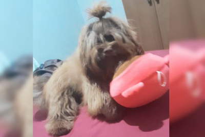 Cachorro Nutella desaparece em Porto Velho e tutores pedem ajuda
