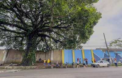 Técnicos avaliam saúde de castanheira centenária em Porto Velho para revitalização