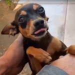 Família de Porto Velho procura pinscher Chororó sumido