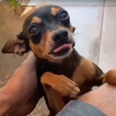 Família de Porto Velho procura pinscher Chororó sumido