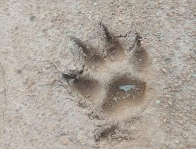 Moradores da Comunidade Terra Santa temem ataque de animal silvestre