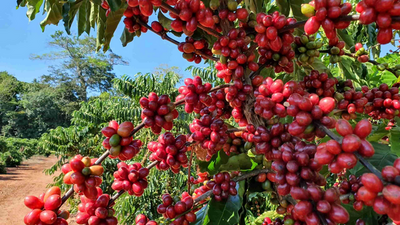 Cooperativa COOPPROJIRAU promove sustentabilidade e desenvolvimento em Rondônia