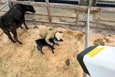 Nikon lança sistema de IA que prevê partos em vacas com cinco horas de antecedência