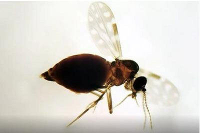 Justiça determina plano de controle ambiental contra mosquito em Porto Velho