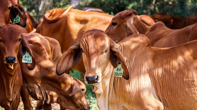 APRON alerta sobre tarifa de 50% na carne bovina brasileira para EUA
