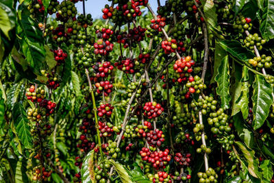 Agricultores de Rondônia iniciam colheita da safra de café robusta em abril
