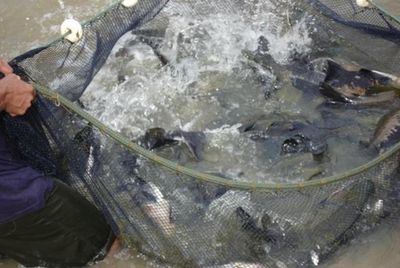 Rondônia mantém liderança nacional na produção de peixe de cultivo em 2023