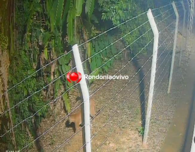 Sema monitora onça-parda avistada no Parque Circuito em Porto Velho