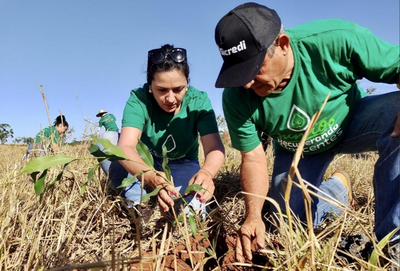 Sicredi destaca iniciativas de sustentabilidade na COP 30 em Belém