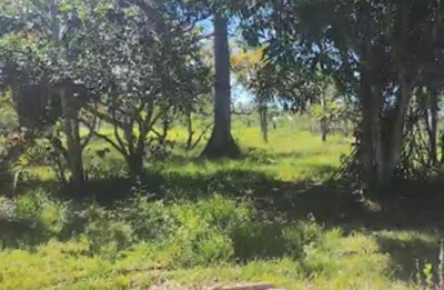Mistério de predador que ataca galinheiros preocupa moradores em Porto Velho