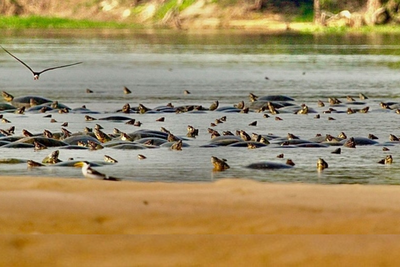 Tartaruga da Amazônia enfrenta ameaças em seu ciclo reprodutivo no Rio Guaporé