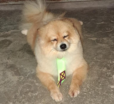 Cachorro Spitz Alemão desaparece na zona Leste de Porto Velho